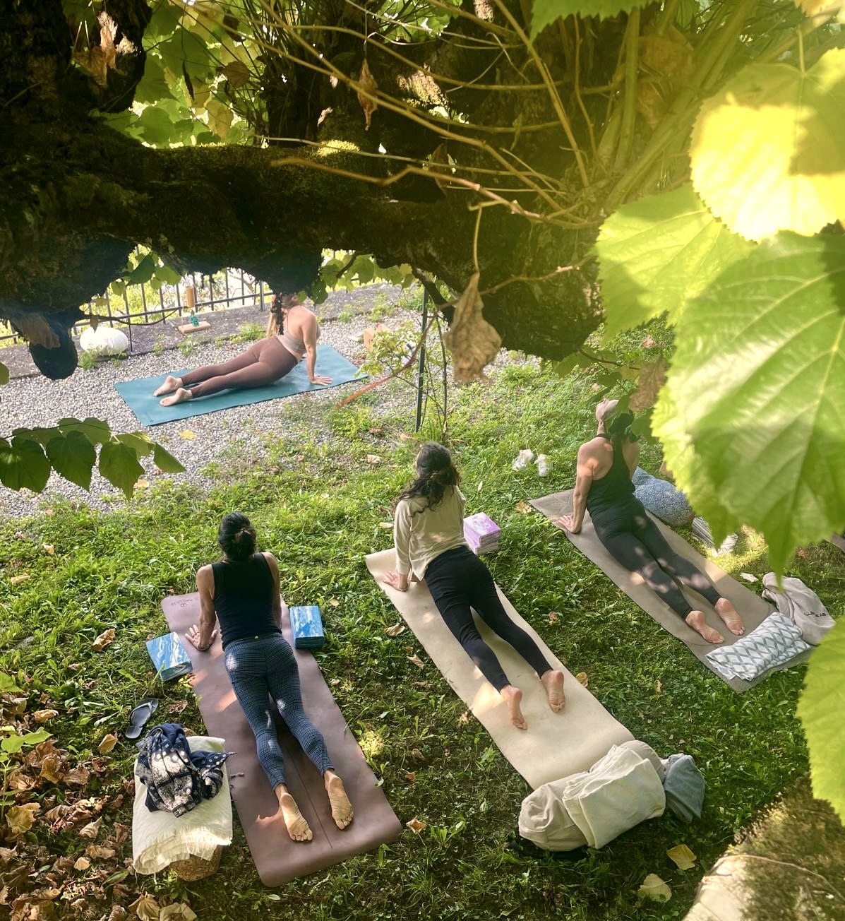 An overhead view of an outdoor group yoga class practising under the vines in the garden